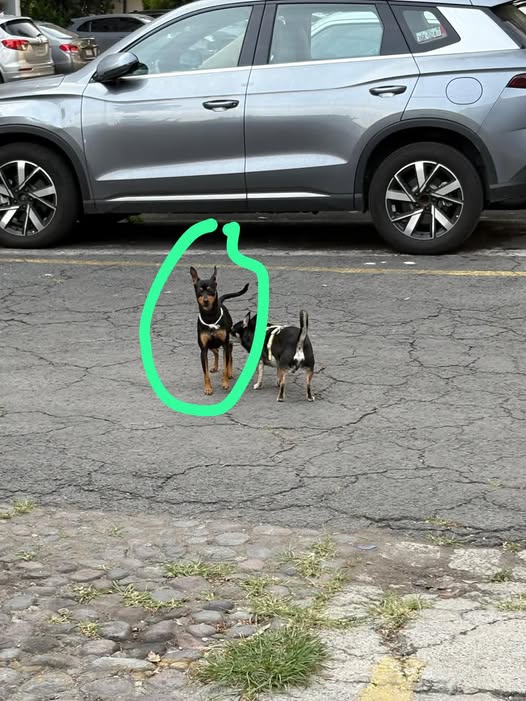 Foto del avistamiento de perro