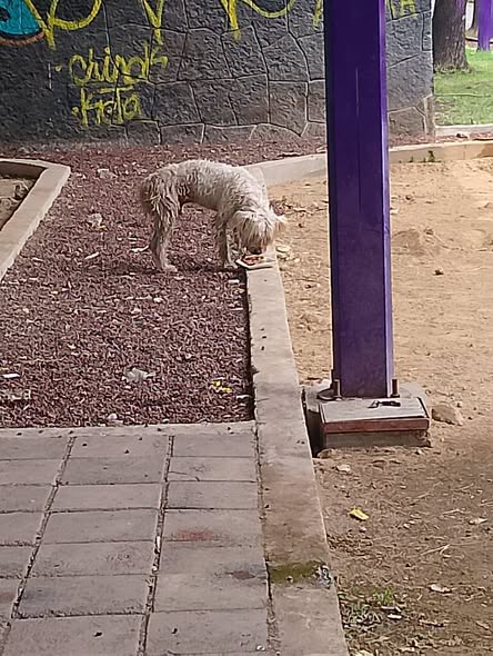 Foto del avistamiento de perro
