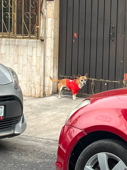Dog sighting photo