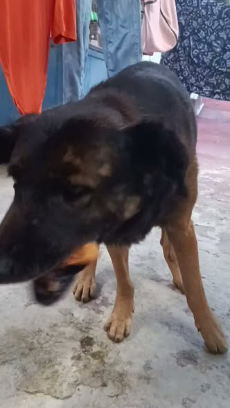 Foto del avistamiento de perro