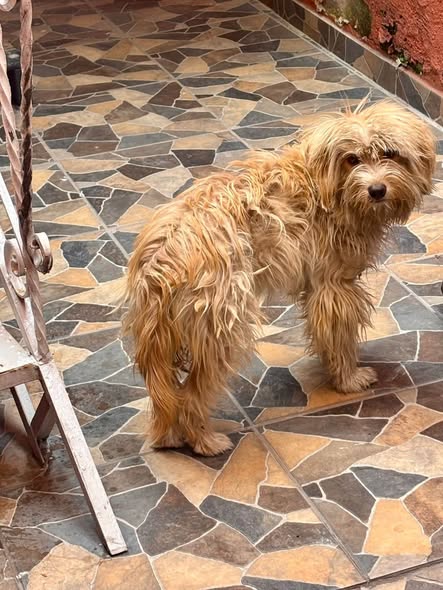 Dog sighting photo