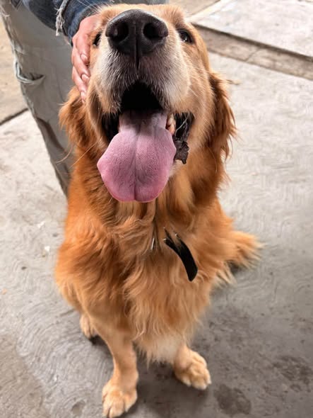 Foto del avistamiento de perro
