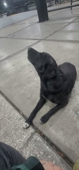 Dog sighting photo