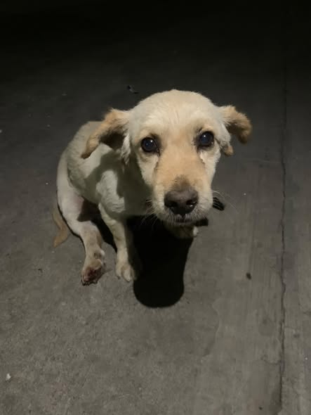 Dog sighting photo