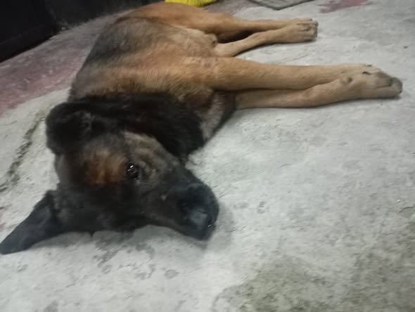Dog sighting photo
