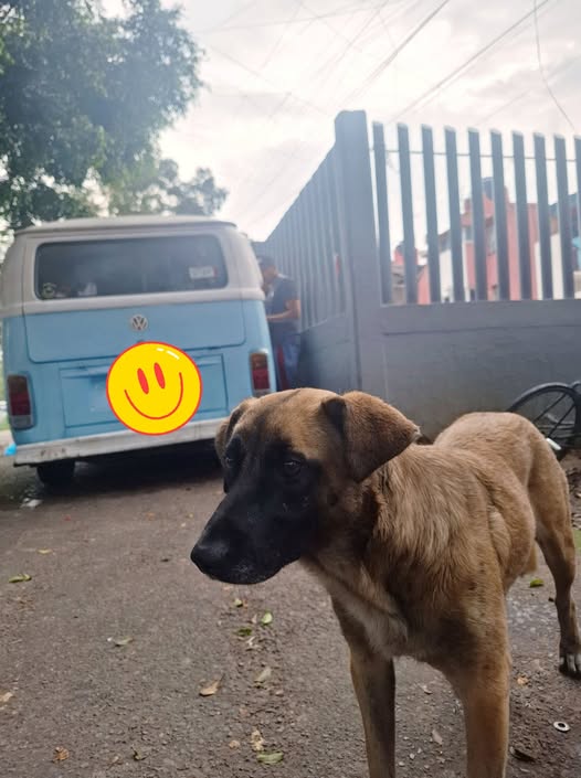 Foto del avistamiento de perro