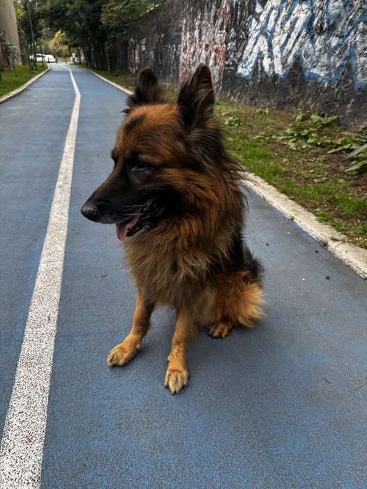 Foto del avistamiento de perro