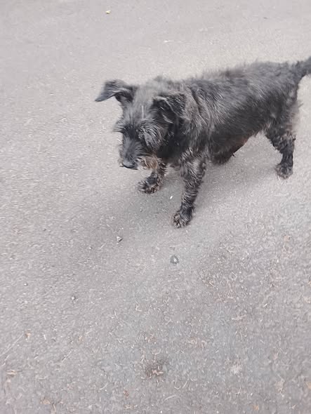Dog sighting photo