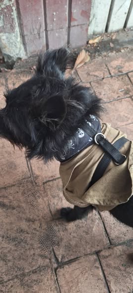 Foto del avistamiento de perro