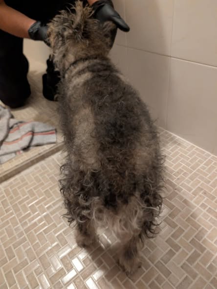 Foto del avistamiento de perro