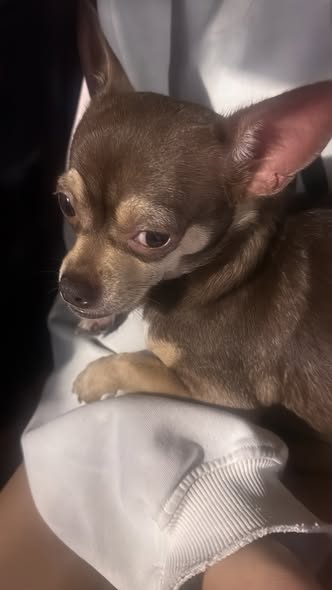 Dog sighting photo