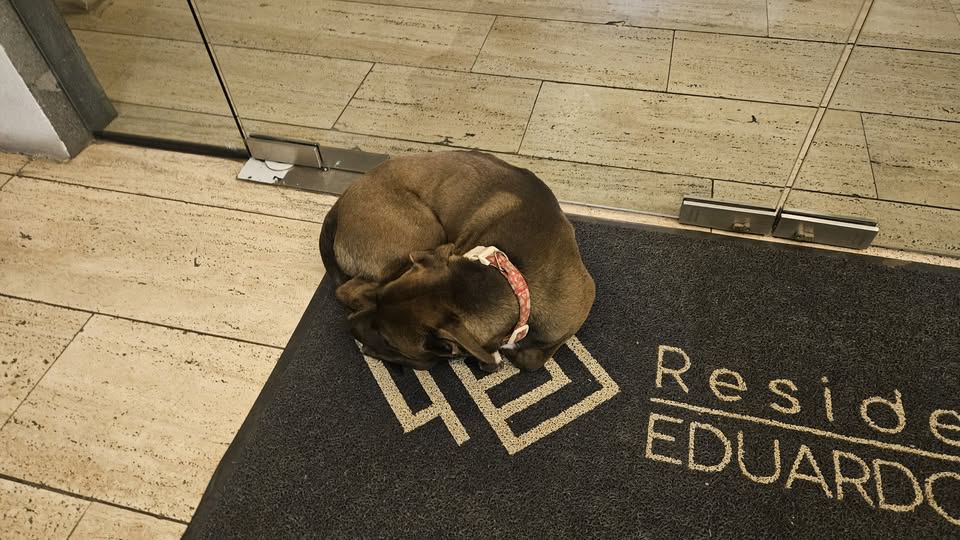 Foto del avistamiento de perro