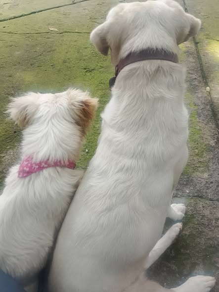 Dog sighting photo