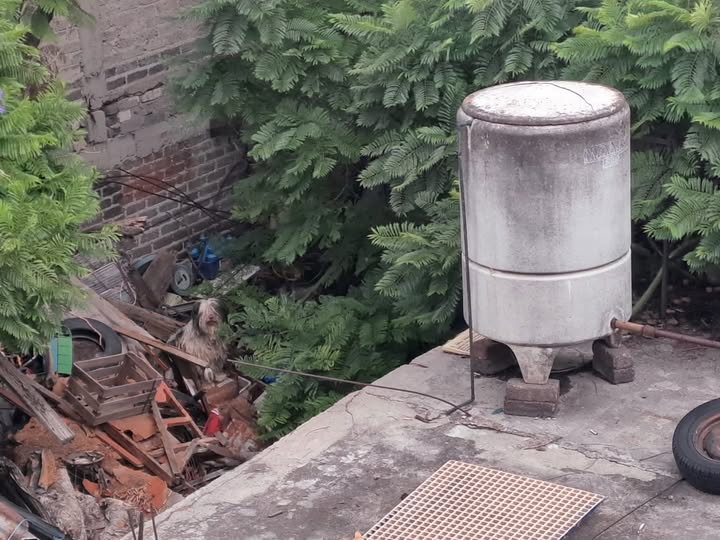 Foto del avistamiento de perro