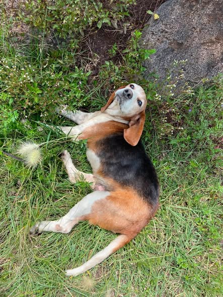 Dog sighting photo