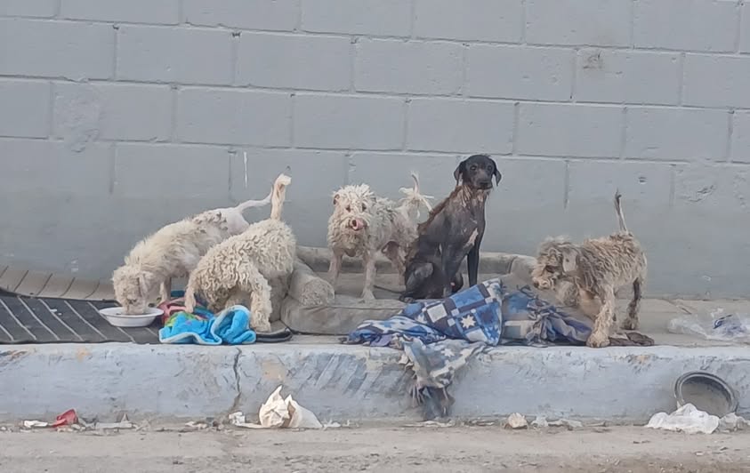 Dog sighting photo