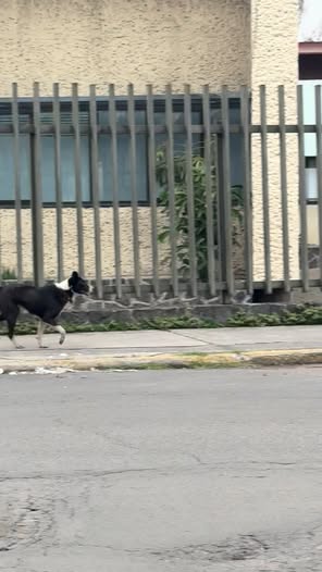 Dog sighting photo