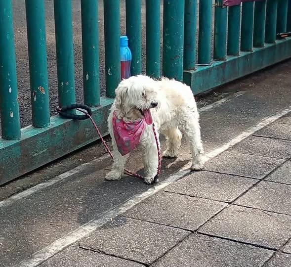 Foto del avistamiento de perro