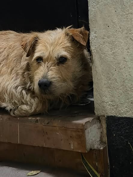 Foto del avistamiento de perro