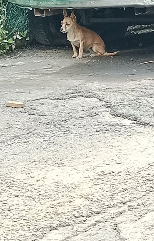 Foto del avistamiento de perro