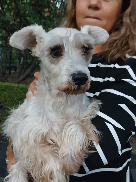 Dog sighting photo