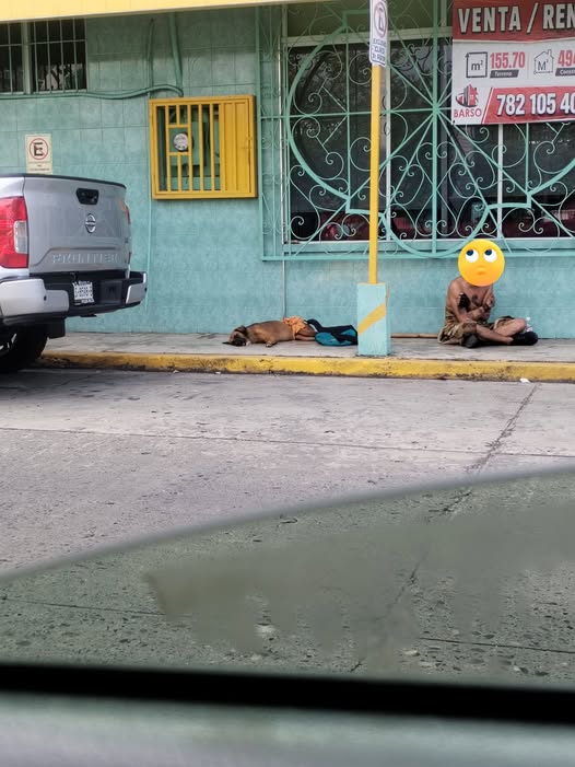 Dog sighting photo