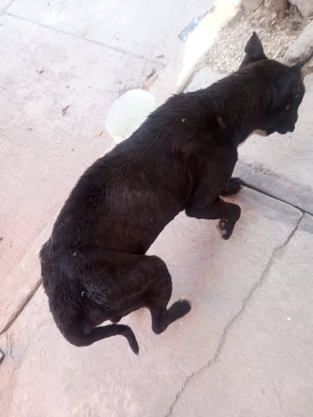 Dog sighting photo