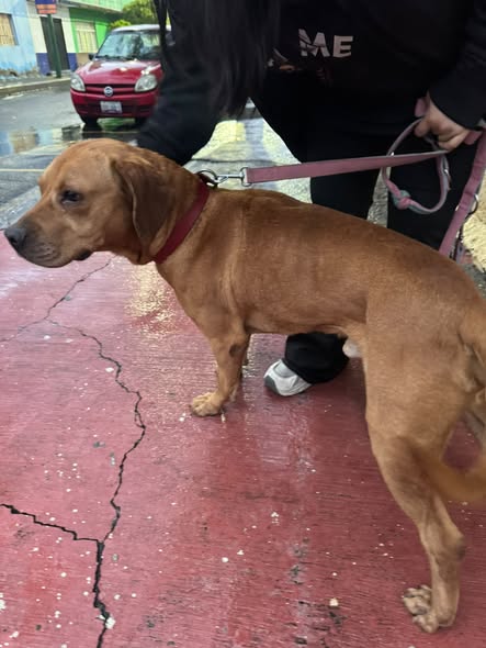 Foto del avistamiento de perro