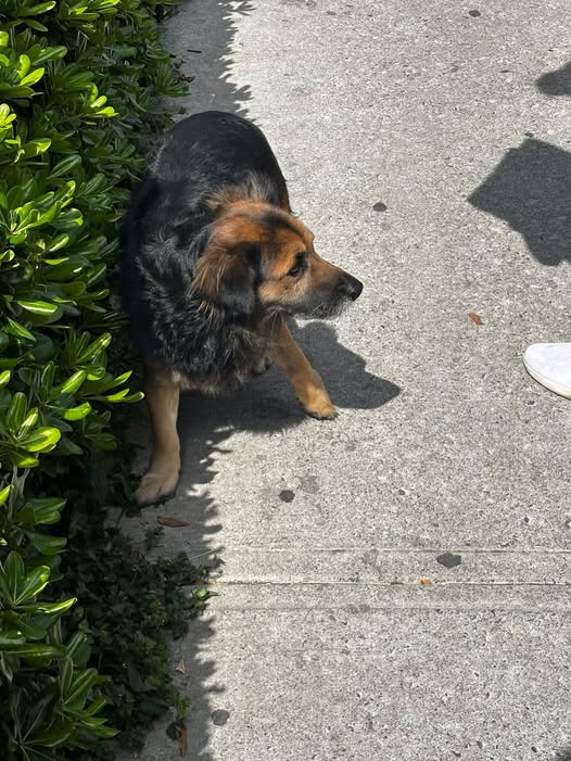 Foto del avistamiento de perro
