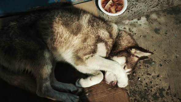 Foto del avistamiento de perro