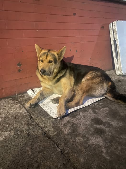 Dog sighting photo