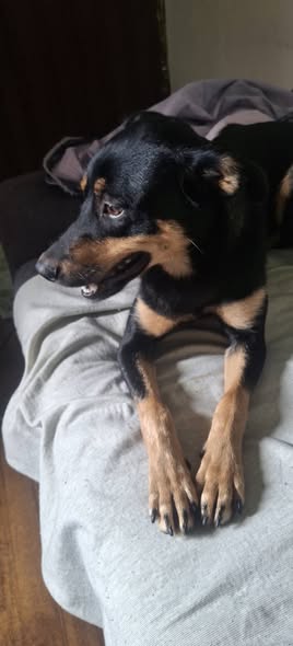 Dog sighting photo