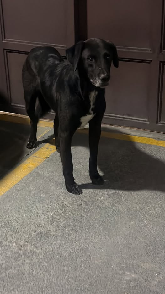 Dog sighting photo