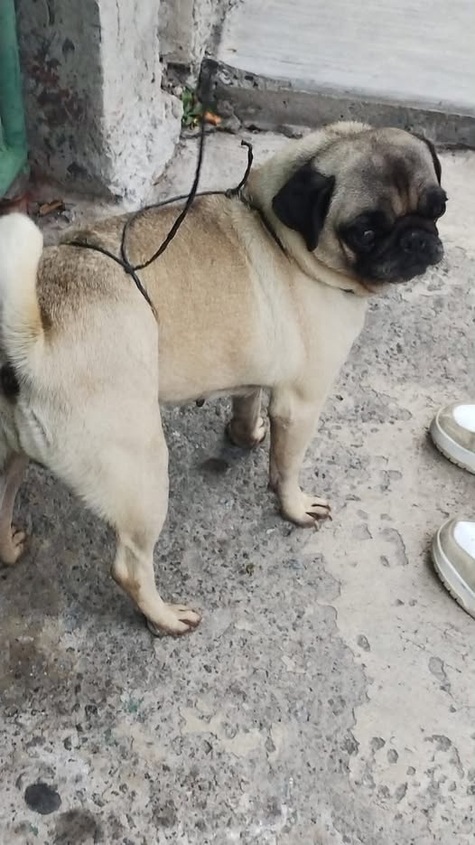 Foto del avistamiento de perro