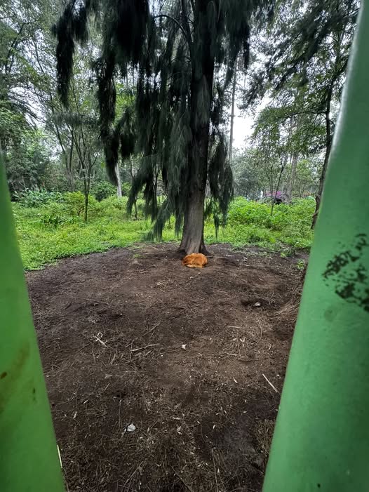 Foto del avistamiento de perro