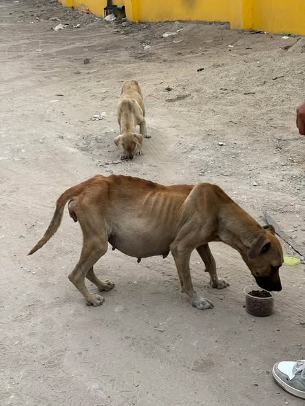 Foto del avistamiento de perro