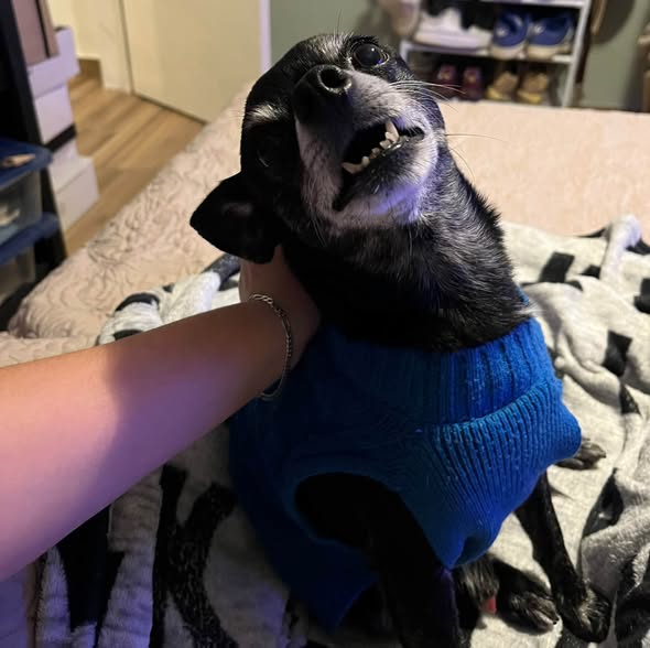 Dog sighting photo