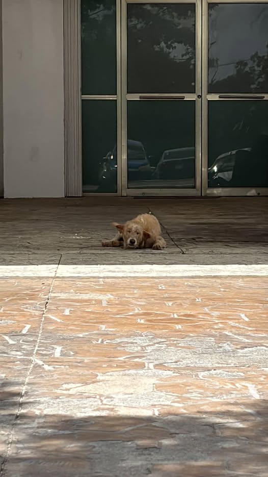 Foto del avistamiento de perro