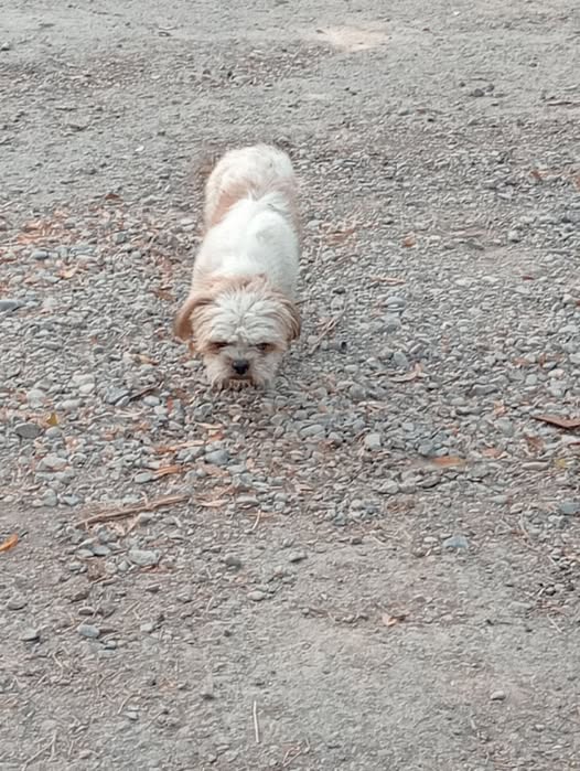 Dog sighting