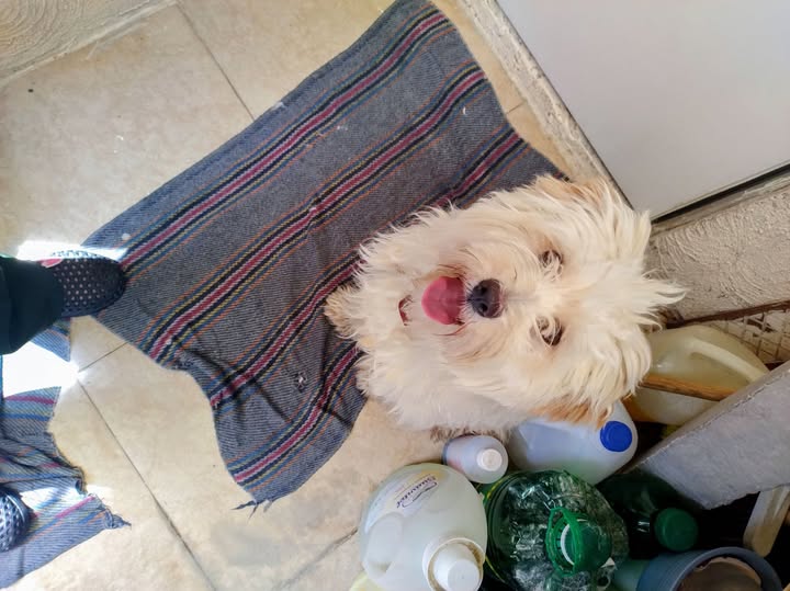Dog sighting photo