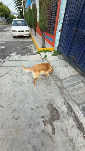 Dog sighting photo