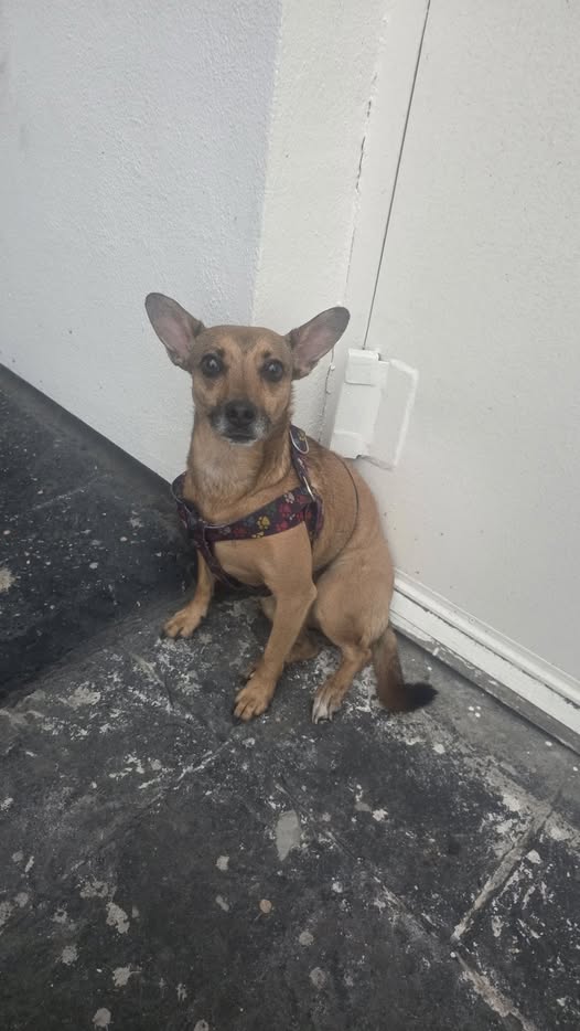 Dog sighting photo