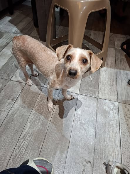 Dog sighting photo