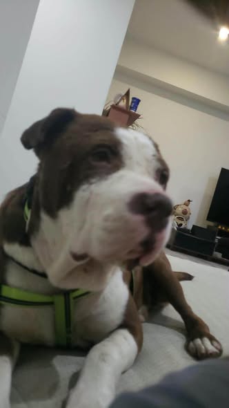 Dog sighting photo