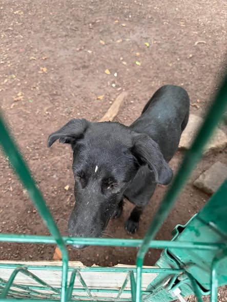 Foto del avistamiento de perro