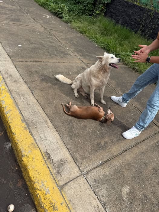 Foto del avistamiento de perro