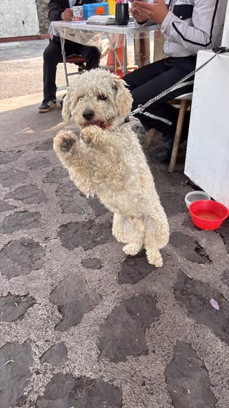 Foto del avistamiento de perro