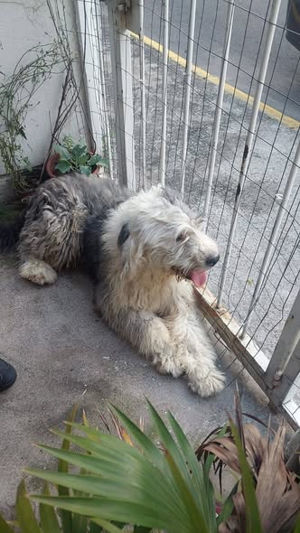 Foto del avistamiento de perro