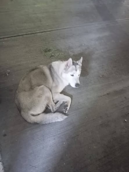 Foto del avistamiento de perro