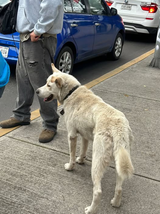 Dog sighting photo